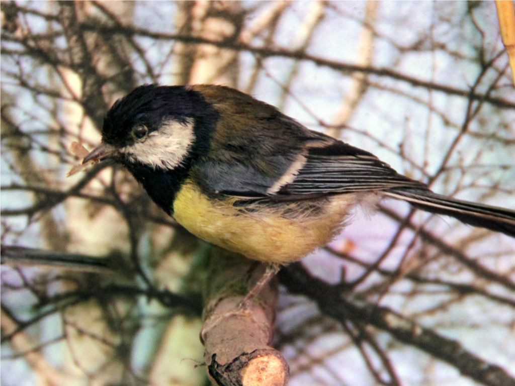 «Синичкин день» и посиделки за чаем: выходные в парках пройдут уютно и познавательно