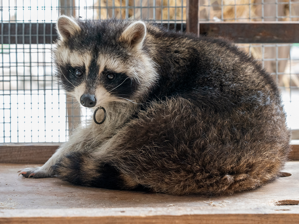 Нас заменят еноты: антрополог Дробышевский сделал прогноз на будущее