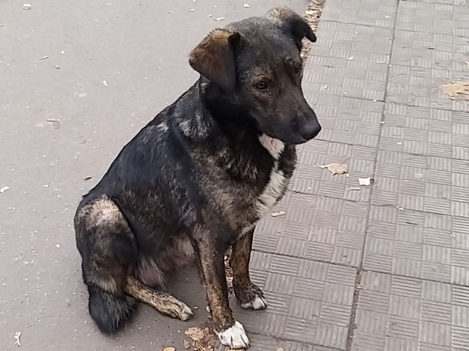 В Видном бездомная собака искала щенков, а нашла спасительниц