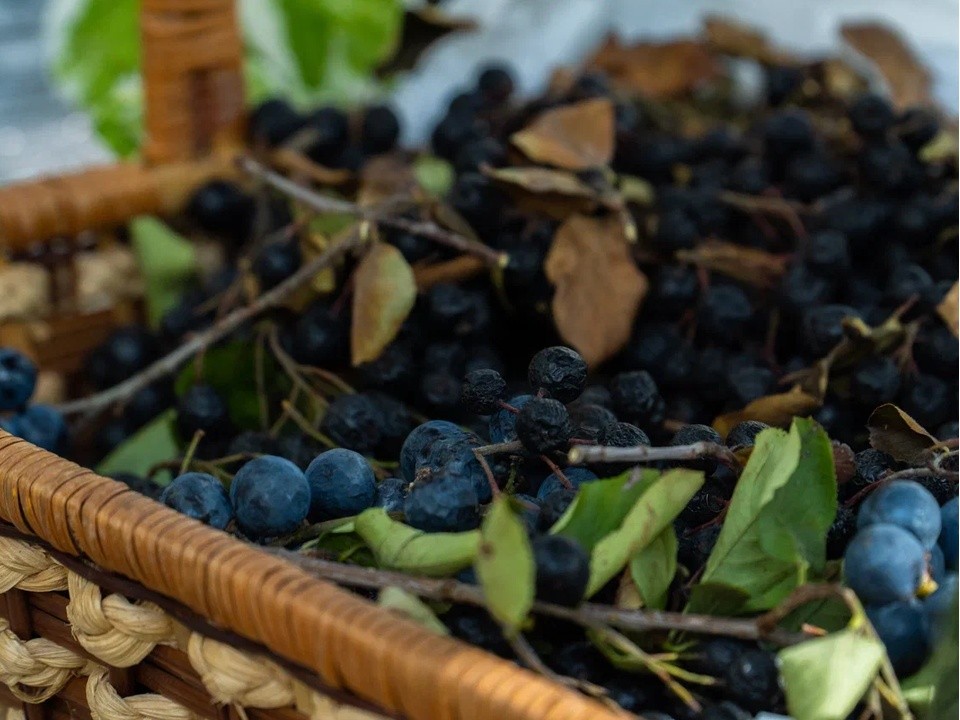 Названа самая полезная ягода от метастазов: онкологи советуют обратить внимание на нее