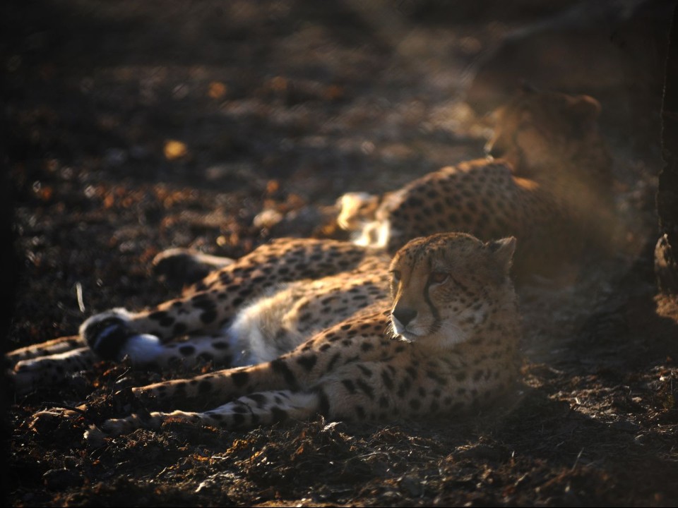 Теплые отношения у парочки волоколамских гепардов никак не складываются