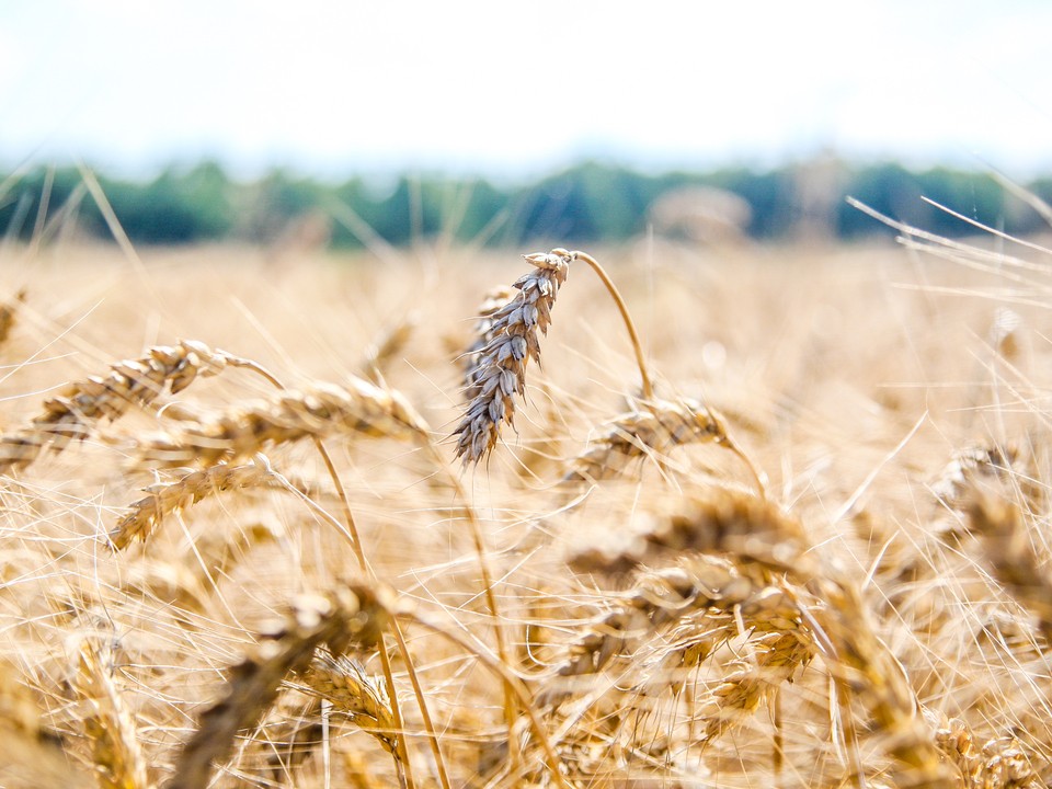 Каширские аграрии установили рекорд года по урожайности пшеницы