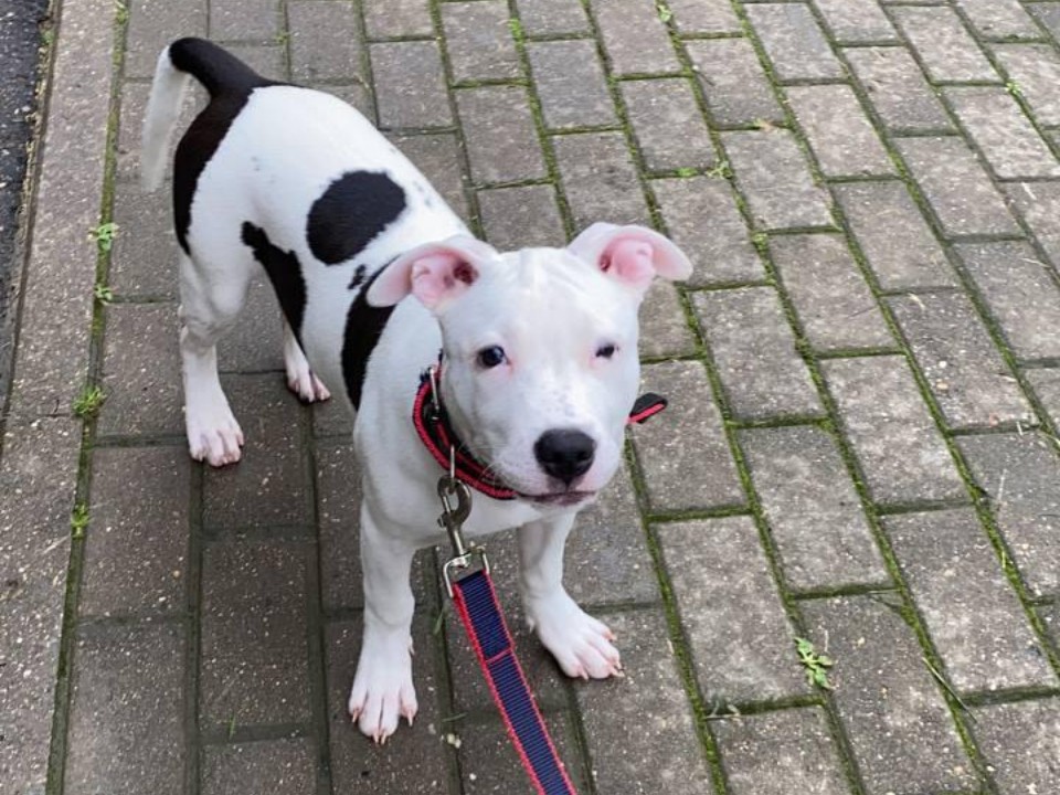 Руна на страже уюта: в Долгопрудном появился ЖК, где есть все — от поликлиник до четвероногого талисмана