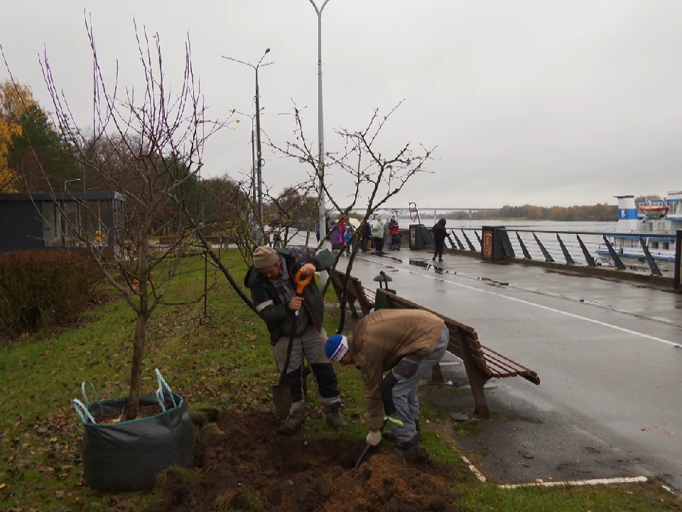 Десятки плодоносных яблонь украсили набережную Волги в Дубне