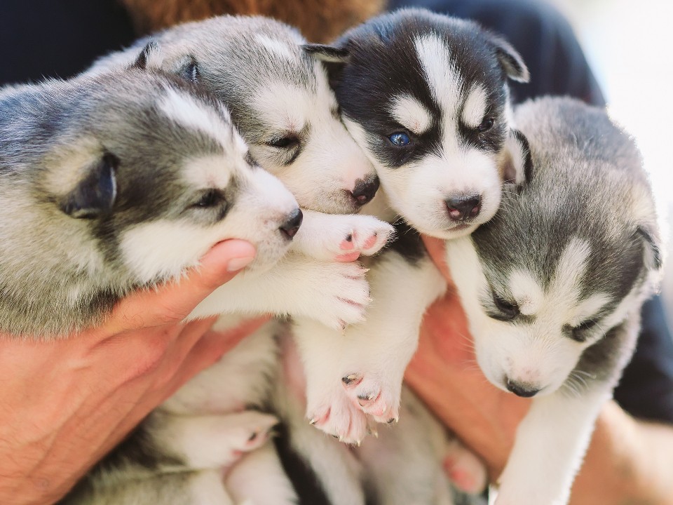Семь сирот: щенки помеси хаски ищут теплый дом после трагедии