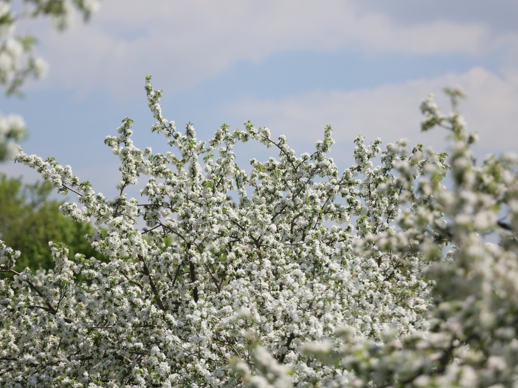 В Черноголовке деревья на яблоневой аллее подготовили к зимней стуже