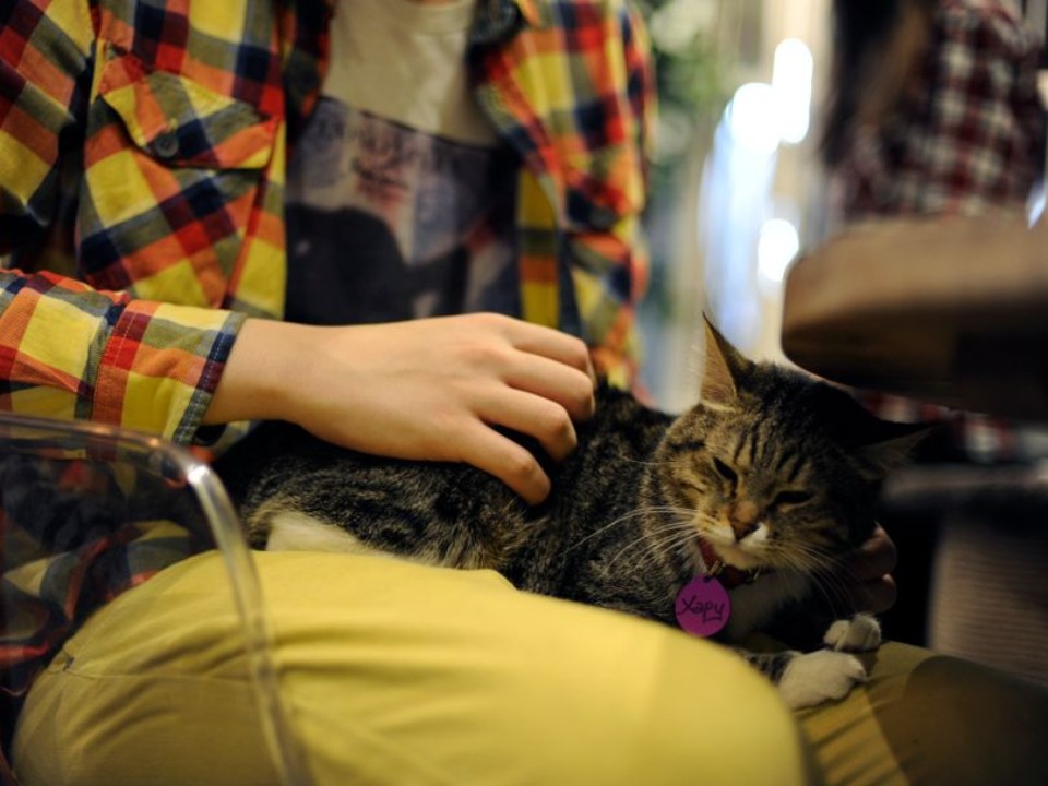 «Могут умереть от стресса»: почему жест «злая рука» угрожает здоровью кошки