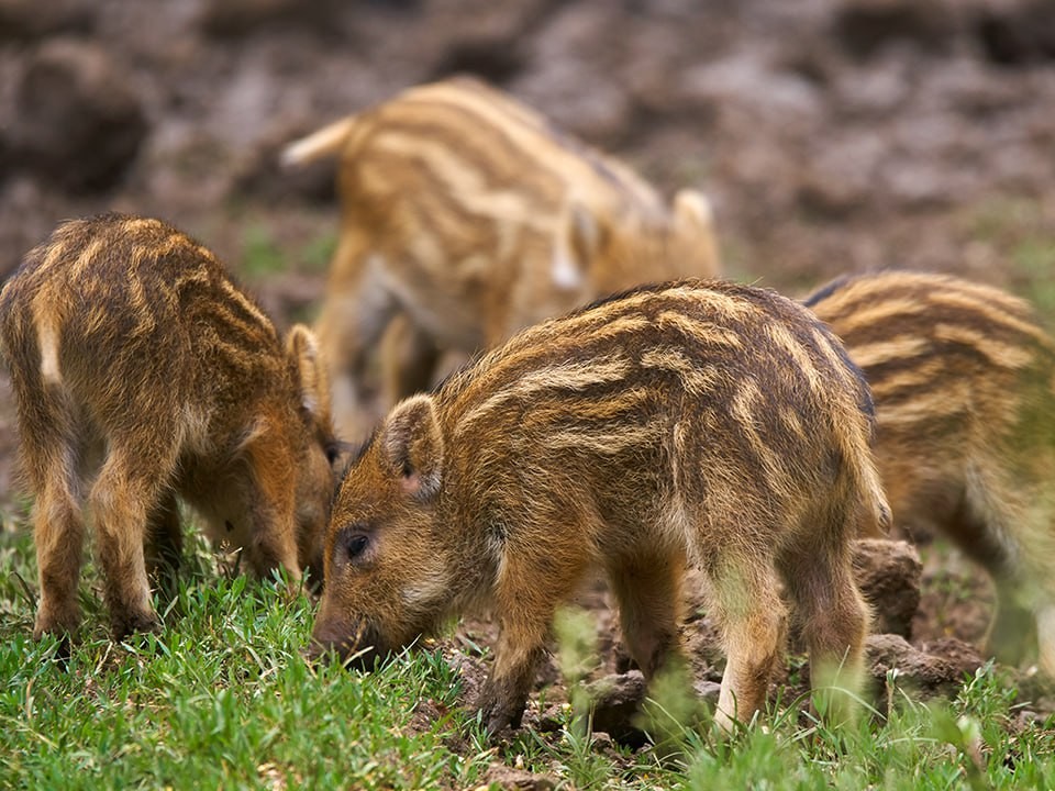 В лесах Павловского Посада начался сезон активности кабанов