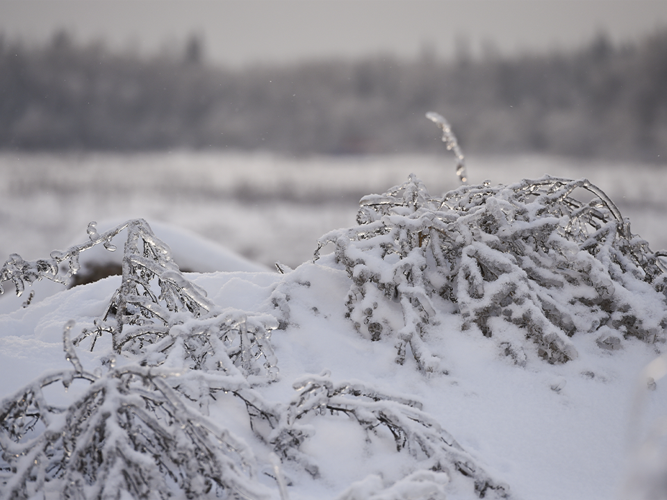 В Подмосковье грядут морозы до –15? Синоптики раскрыли прогноз на декабрь!