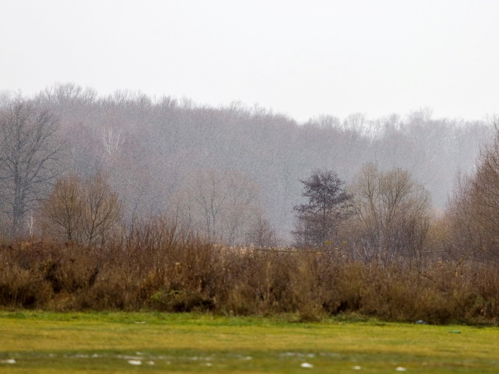 Прогулочные маршруты, лыжероллерная трасса и каток: в Кашире представили проект лесопарка