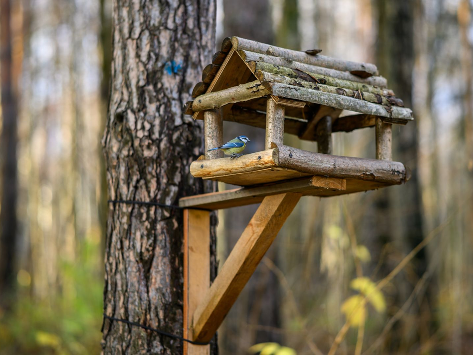 Вам повезет, если сделаете это 12 ноября: старинный обряд на любовь в Синичкин день