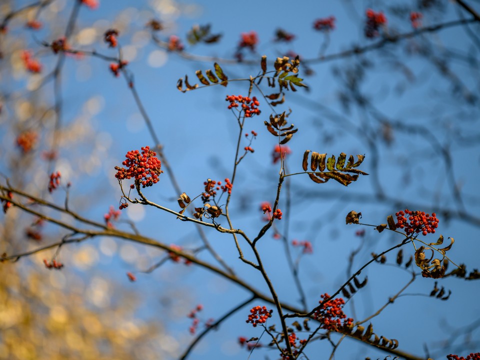Ни осень, ни зима: синоптики сообщили о рекордно теплой декабрьской неделе в Подмосковье