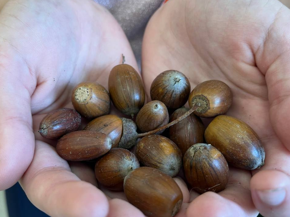 Экологическая миссия: юннаты собрали семена для новых посадок под Можайском