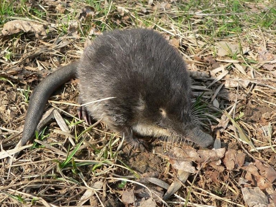 Нора под водой, нервы на пределе: зачем выхухоли весенний потоп для продолжения рода и как ей помогают плотики в Луховицах