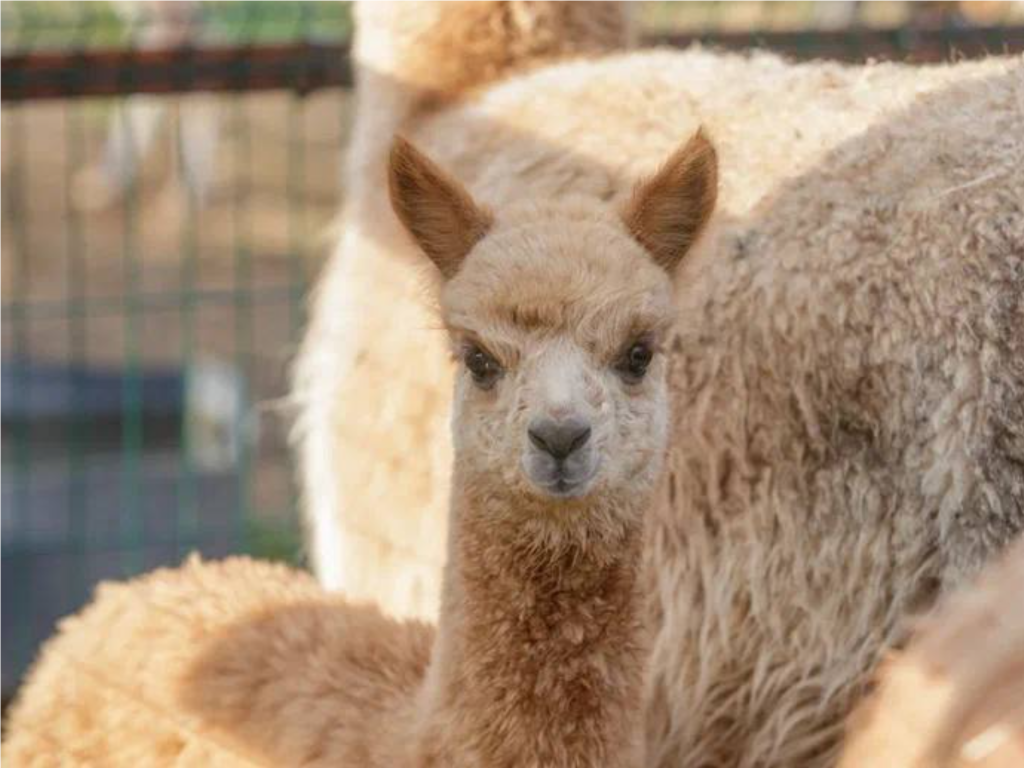 В нацпарке «Лосиный остров» альпака Злата стала мамой