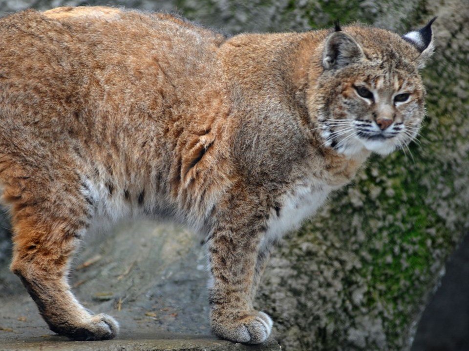 Рыси возвращаются: в Подмосковье растет популяция краснокнижного хищника