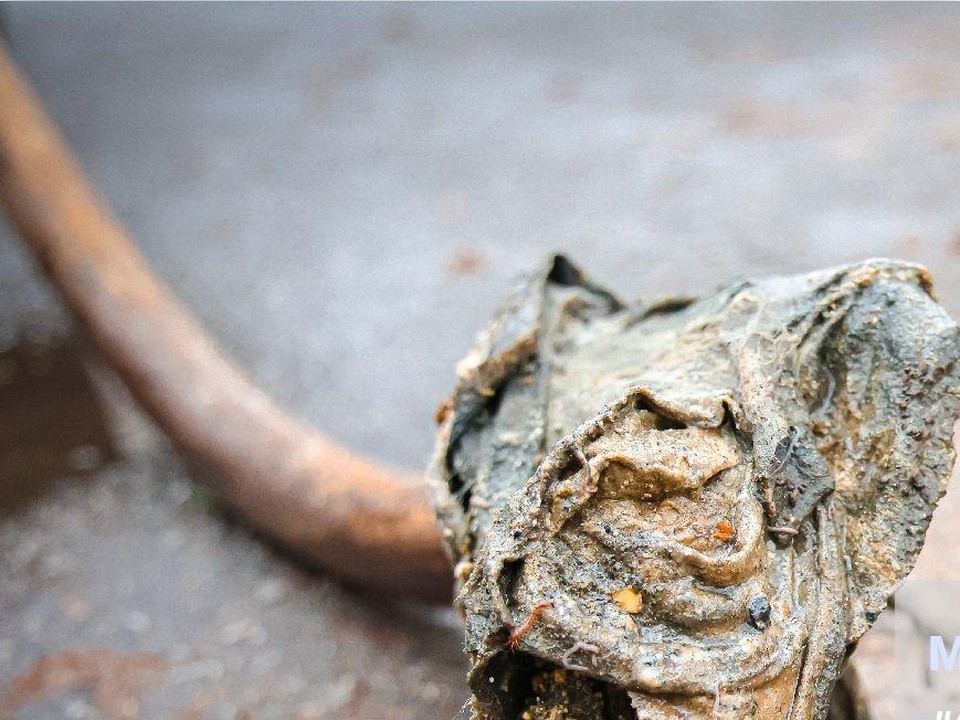 Пять вещей, которые никогда не стоит смывать в канализацию