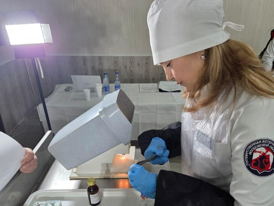 Клеймо ставить есть где: ветспециалисты Подмосковья подтвердили свою квалификацию в Серпухове