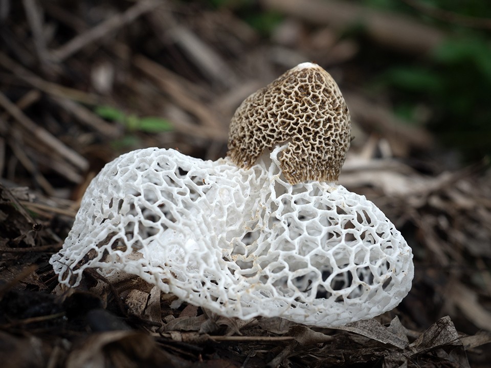 «Дама под вуалью» с «пальцами мертвеца»: в ноябре в лесах Подмосковья можно встретить необычные грибы