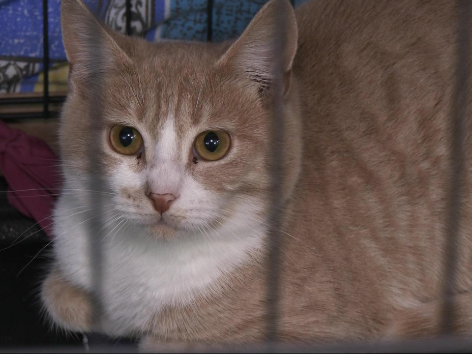 Накормят, вылечат и пристроят: куда в Дубне привозят бездомных кошек