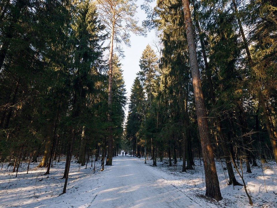 Субботник на лыжной трассе в Пушкинском округе организовали в день первого снегопада
