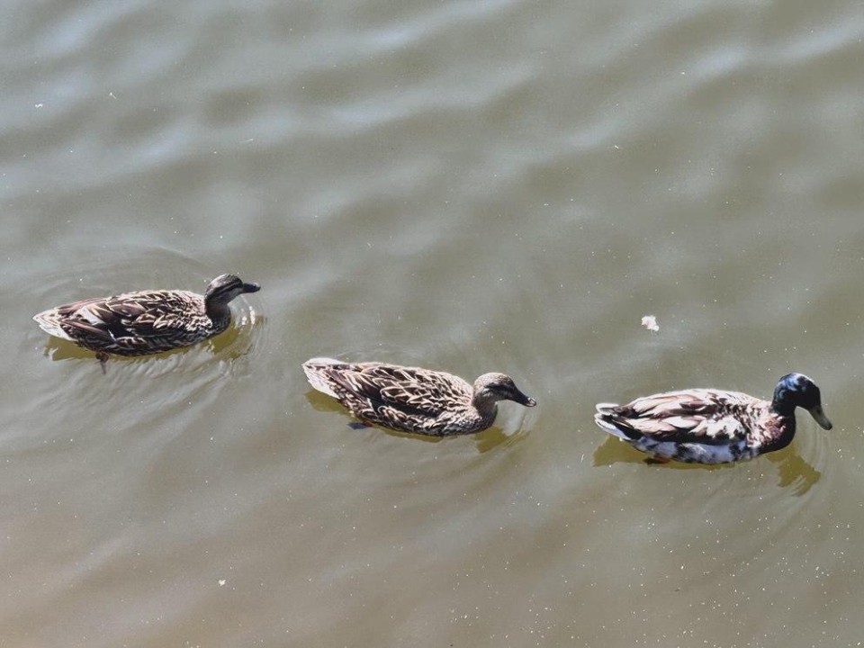 Добро без вреда: почему нельзя подкармливать водоплавающих птиц осенью и когда нужно начинать это делать
