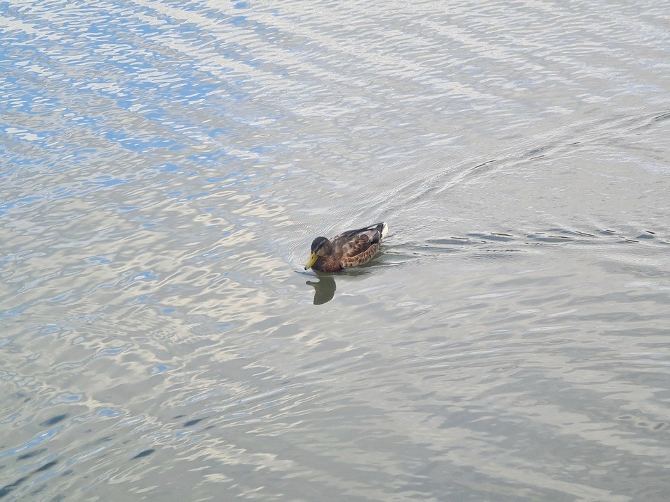 Луховицкое озеро Кутин Бохот лидирует в голосовании по очистке водоемов на 2026 год