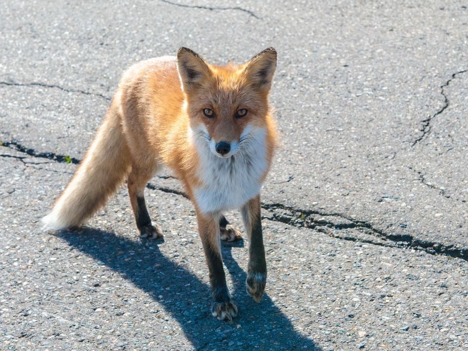 Рыжая плутовка осваивает Подмосковье: где жители засняли лисицу