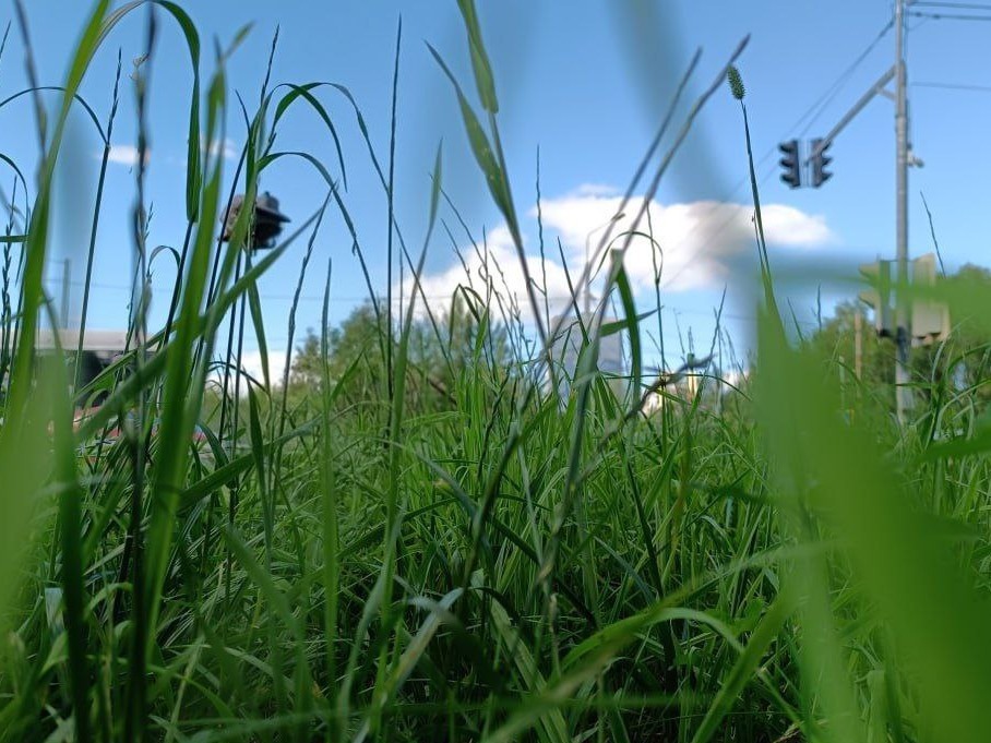 Зеленую зону вдоль тротуара на Акуловском шоссе приведут в порядок весной