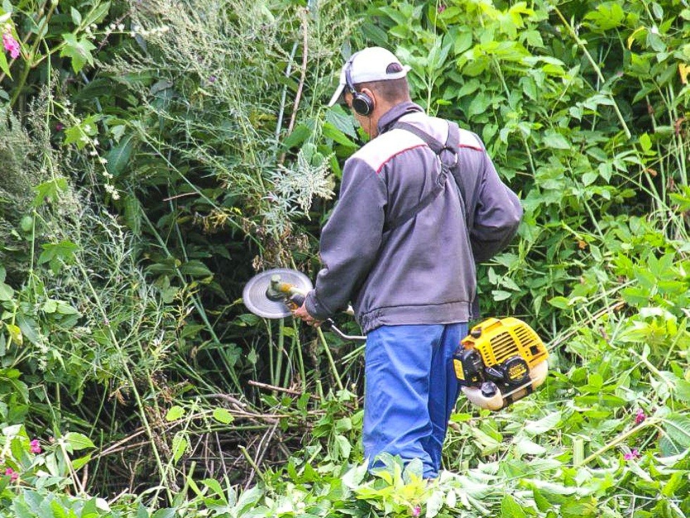 Затяжная осень: каширяне стали оставлять обращения на покос травы в ноябре