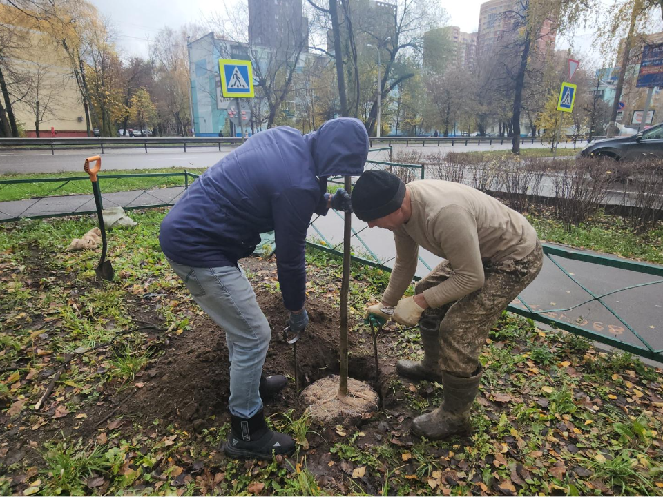 В поселке Калинина высадили молодые клены и липы