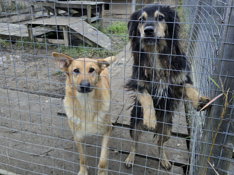 Волонтеры Подмосковья объявили о сборе корма для приюта животных под Можайском