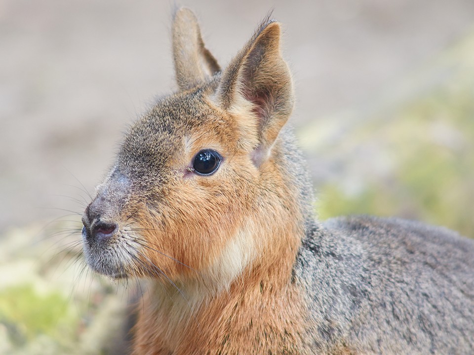Патагонский заяц победил травму: трогательная история спасения в клинском сафари-парке
