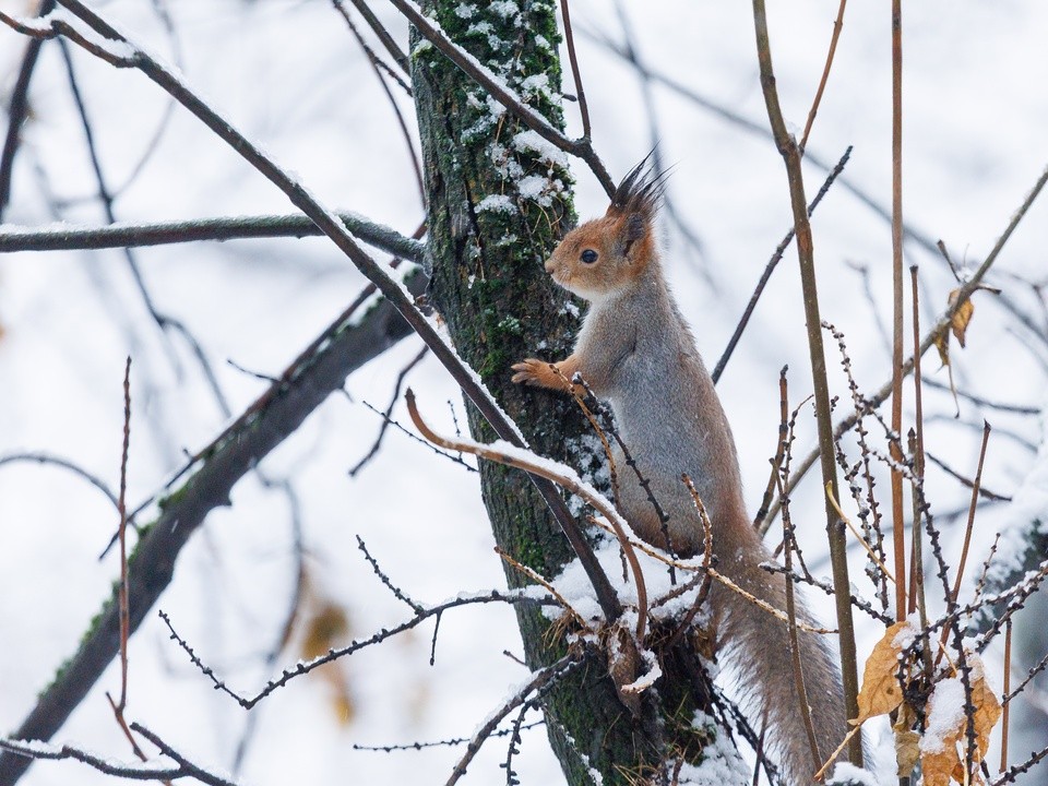 Вильфанд: с 18 ноября температура будет выше нормы на 2-3 градуса