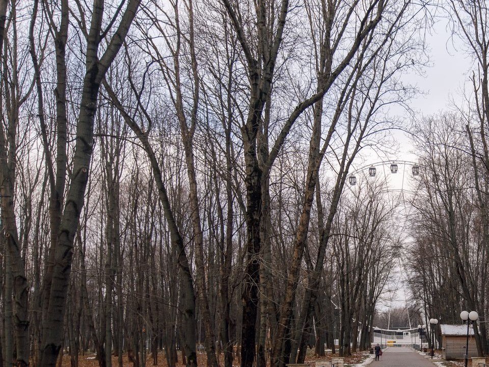 Штормовое предупреждение: в Московской области ожидается усиление ветра