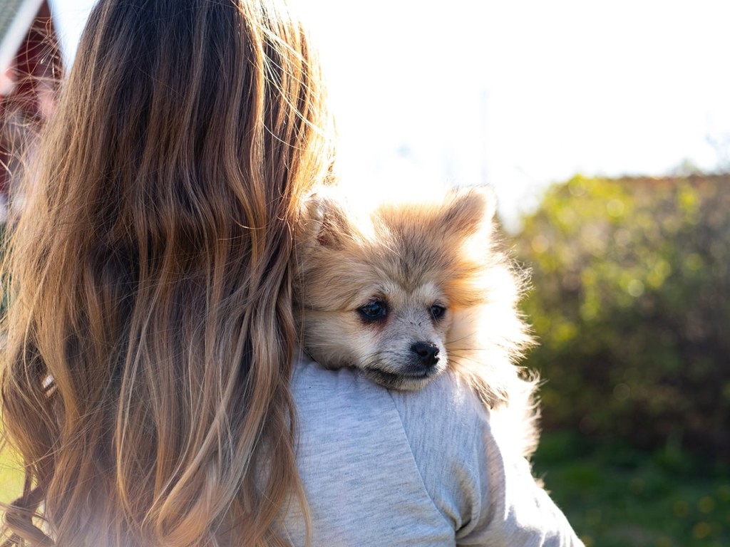 Новый порядок: регистрация животных стала доступна онлайн