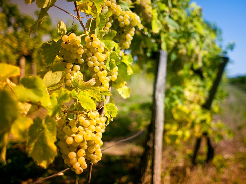 Препарат для защиты винограда от грибка разработали ученые из Долгопрудного