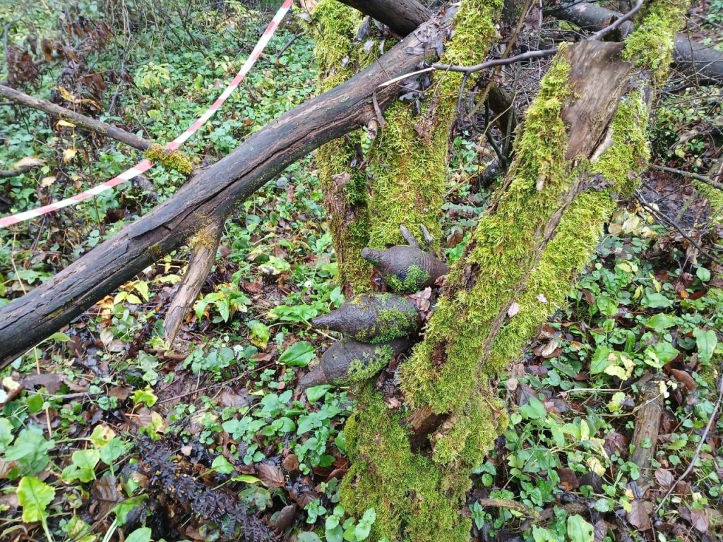 Взрывотехники обезвредили три мины времен ВОВ, найденные в Рузском округе