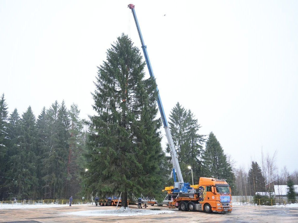 Бережно спилят, нежно погрузят: главную елку страны доставят на автопоезде «Деда Мороза» из Рузы в Москву