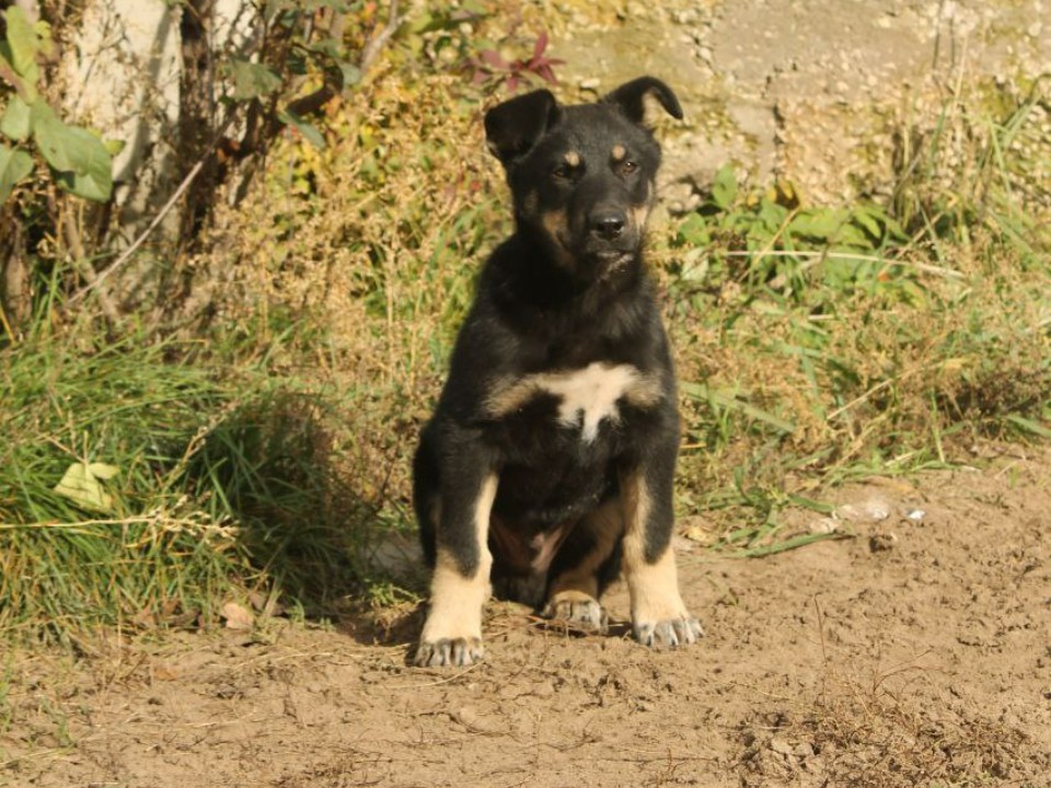 Волонтеры округа ищут дом для энергичного Блейда