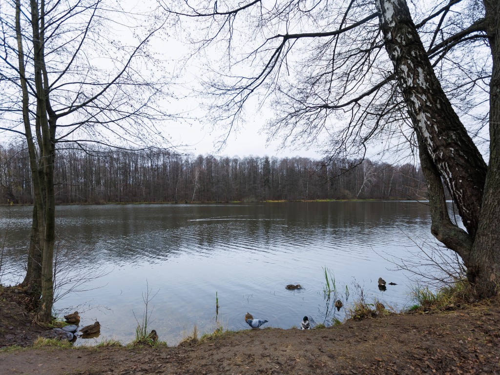 Голосование за чистые пруды в Орехово-Зуеве: выбери свой водоем