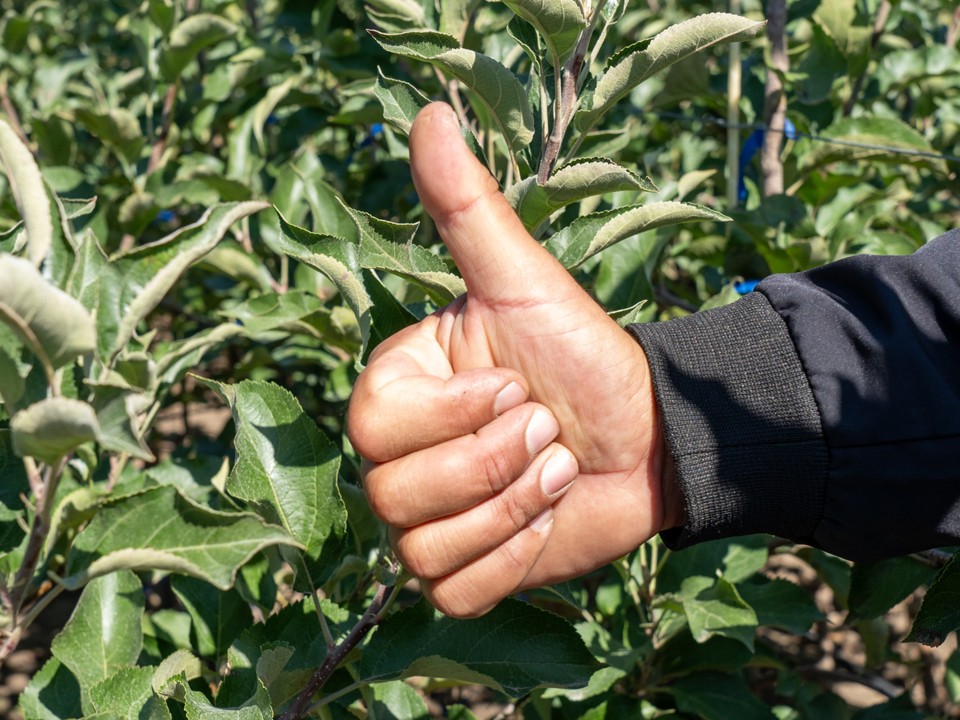 Химпрепараты из Щелкова вместо импортных аналогов выбирают ставропольские садоводы