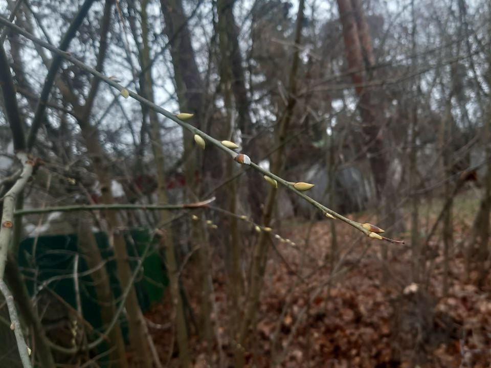 Почки накануне первого снегопада: в Подмосковье распустилась верба
