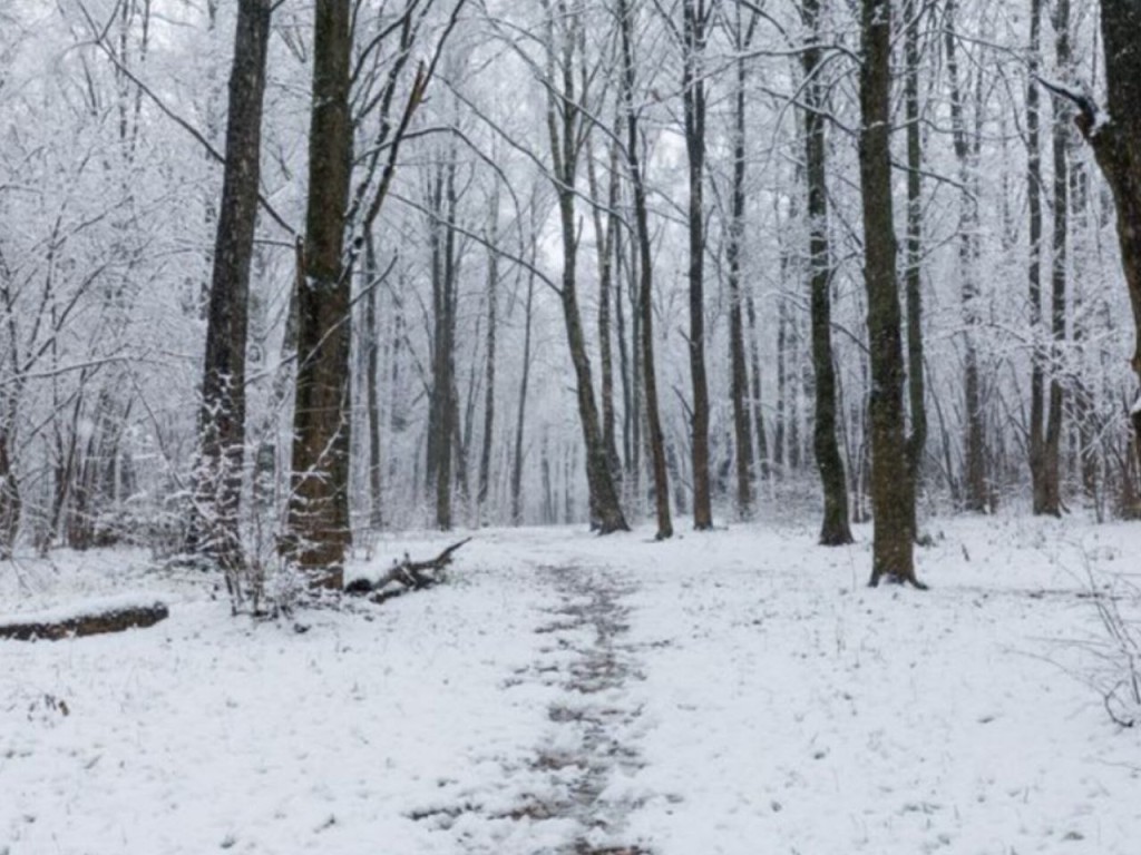 Когда придут снег и мороз в Подмосковье? Синоптик Тишковец сообщил по погоде в декабре и на Новый год
