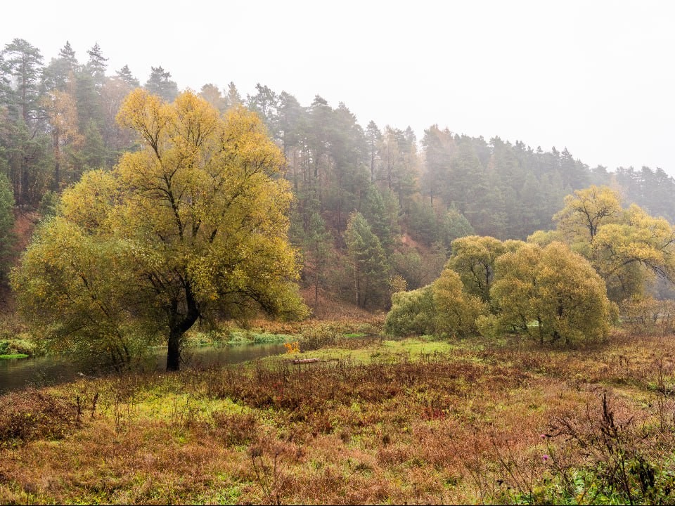 От пожаров — ни следа, от синиц — намеки: что готовит ноябрь подмосковным лесам