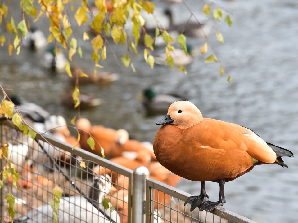 Рабочая суббота ожидается теплой, но дождливой