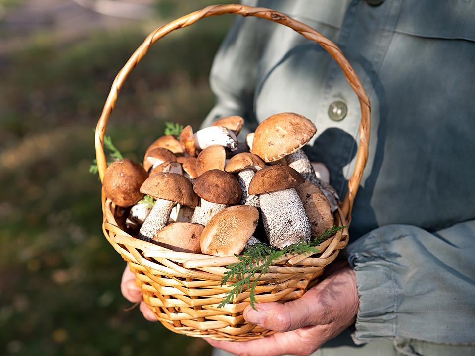 Белые грибы и маслята снова выросли в лесах под Пушкино и Ивантеевкой