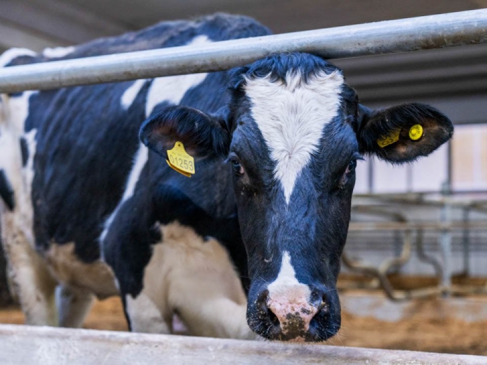 Кефир, йогурт и творог: что полезно для организма во время жары