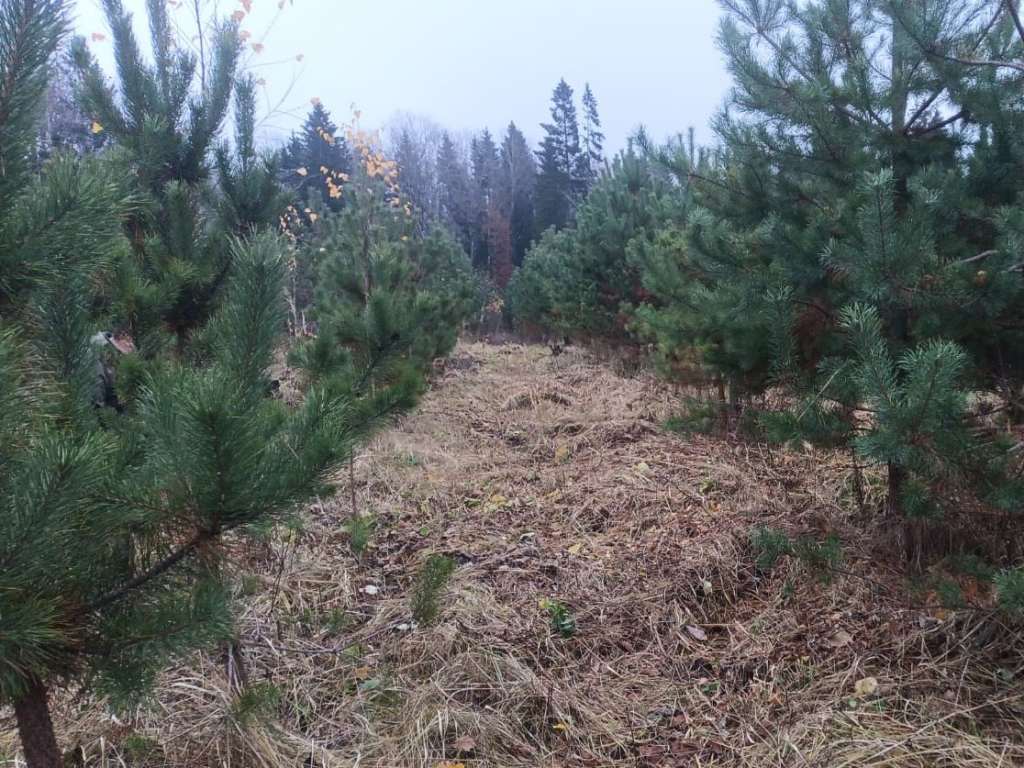 Новые саженцы деревьев высадили в лесу у Молодежного