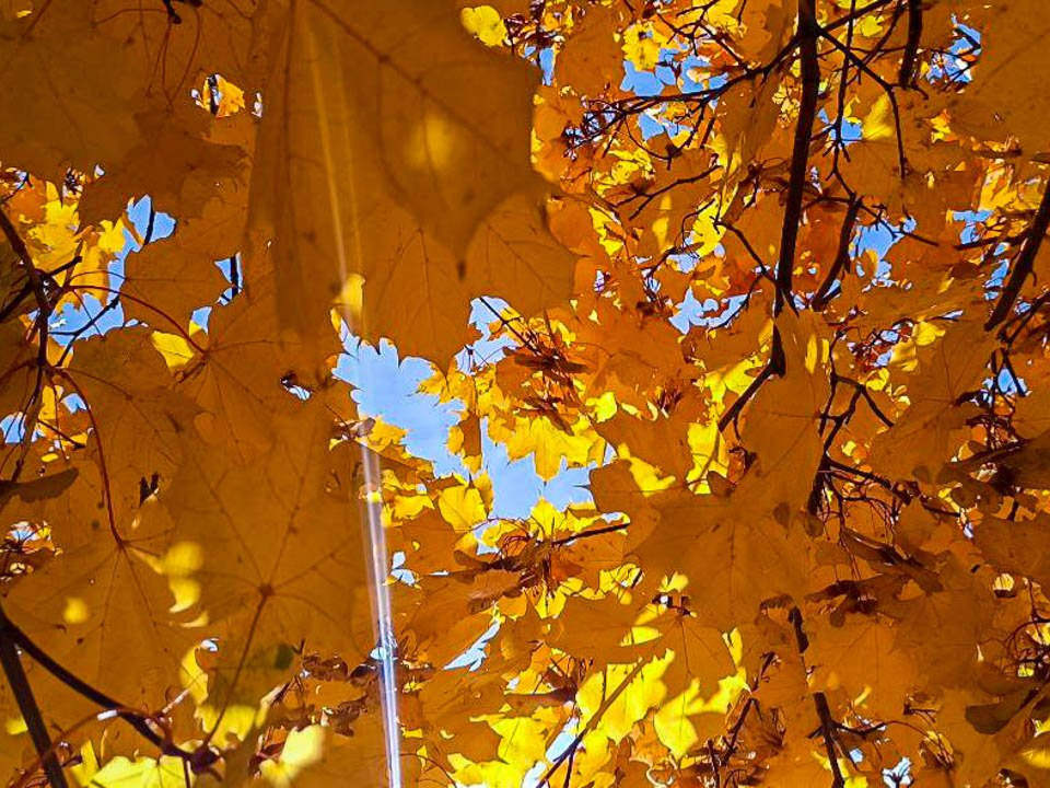 Теплый ноябрь в Подмосковье: когда ждать первого снега по прогнозу синоптика Леуса